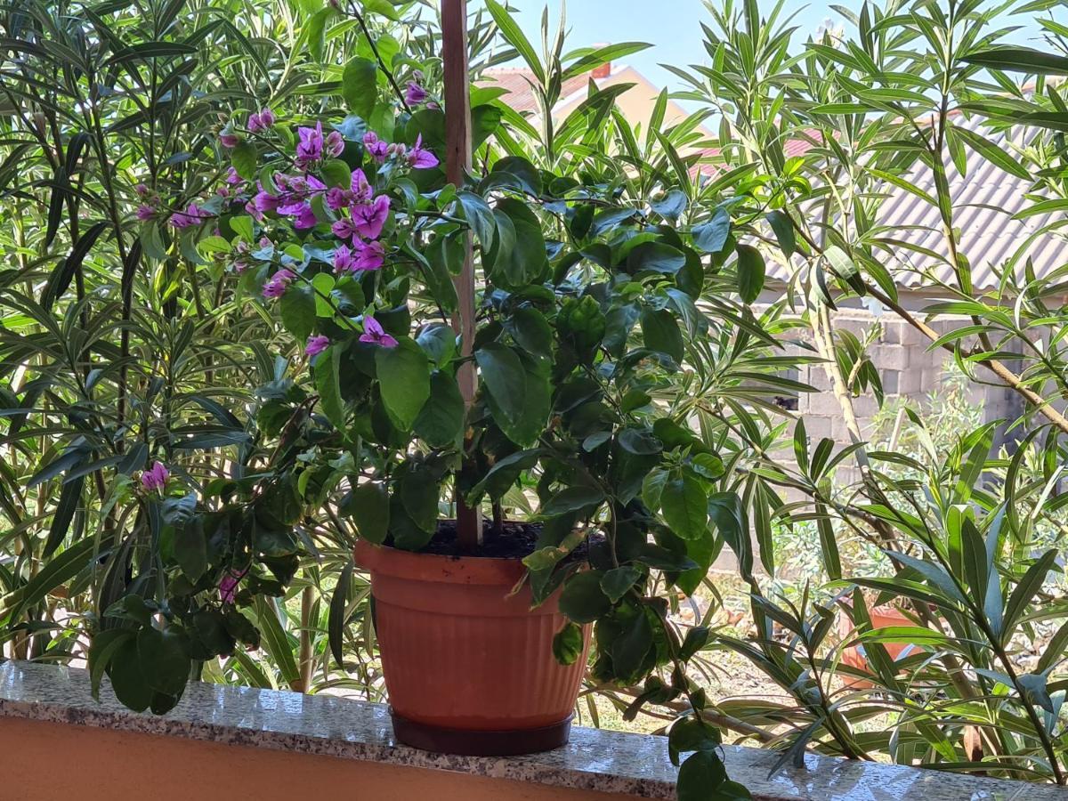 Apartments Barbati Kustići Zewnętrze zdjęcie